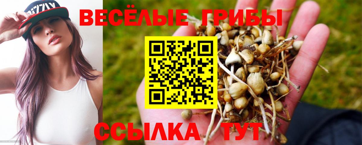 закладка  Вход с VPN  Кольчугино  Псилоцибиновые грибы Psilocybe 